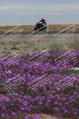 media/Jan-14-2023-SoCal Trackdays (Sat) [[497694156f]]/Turn 14 Exit Bloomig (145pm)/